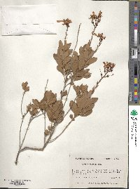 Bejaria racemosa image