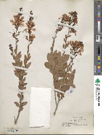 Bejaria racemosa image