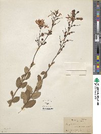 Bejaria racemosa image