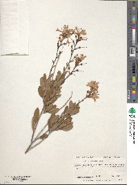 Bejaria racemosa image