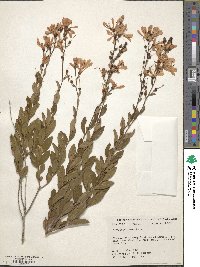 Bejaria racemosa image