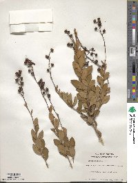 Bejaria racemosa image