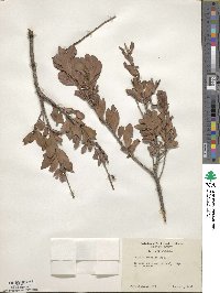 Bejaria racemosa image