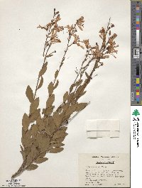 Bejaria racemosa image