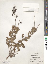 Bejaria racemosa image