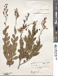 Bejaria racemosa image