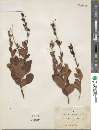 Bejaria racemosa image