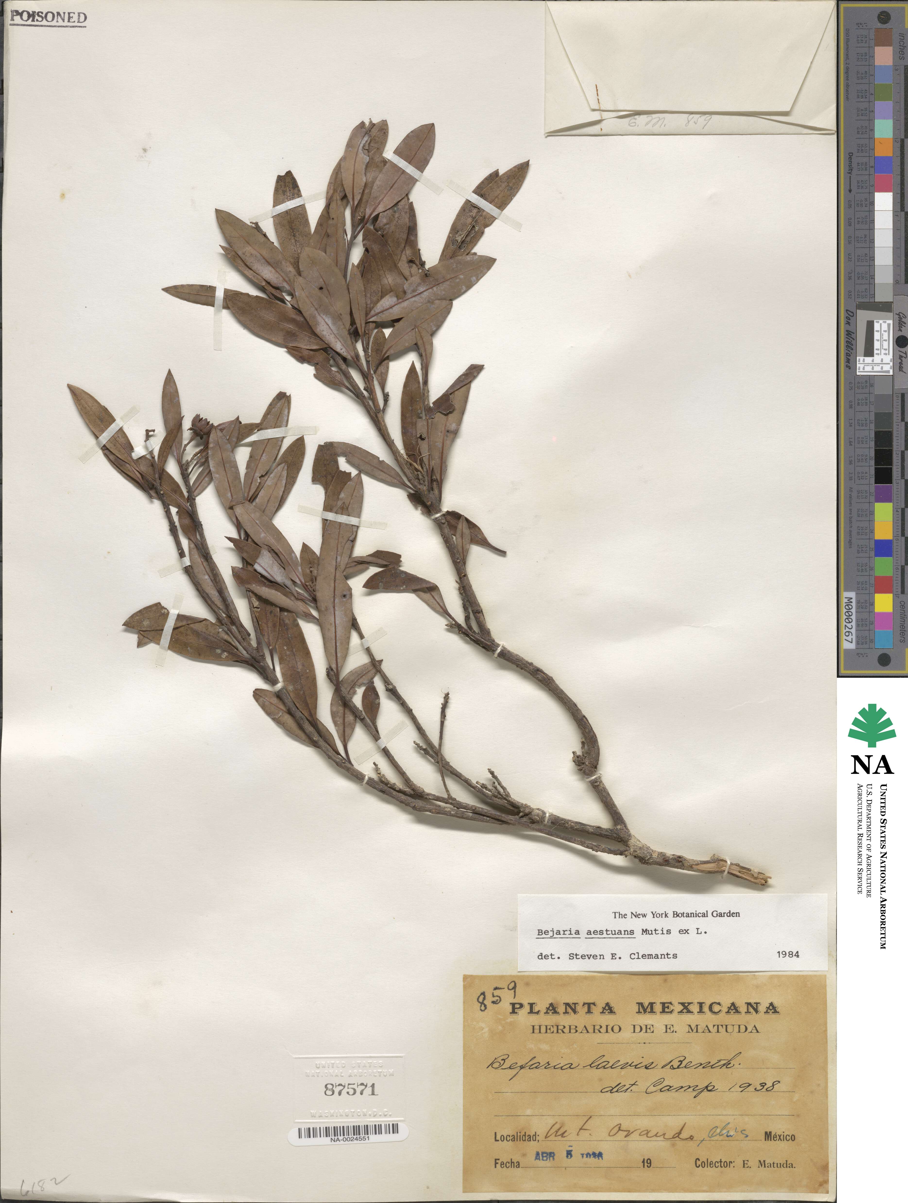 Bejaria aestuans image