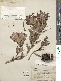 Bejaria aestuans image