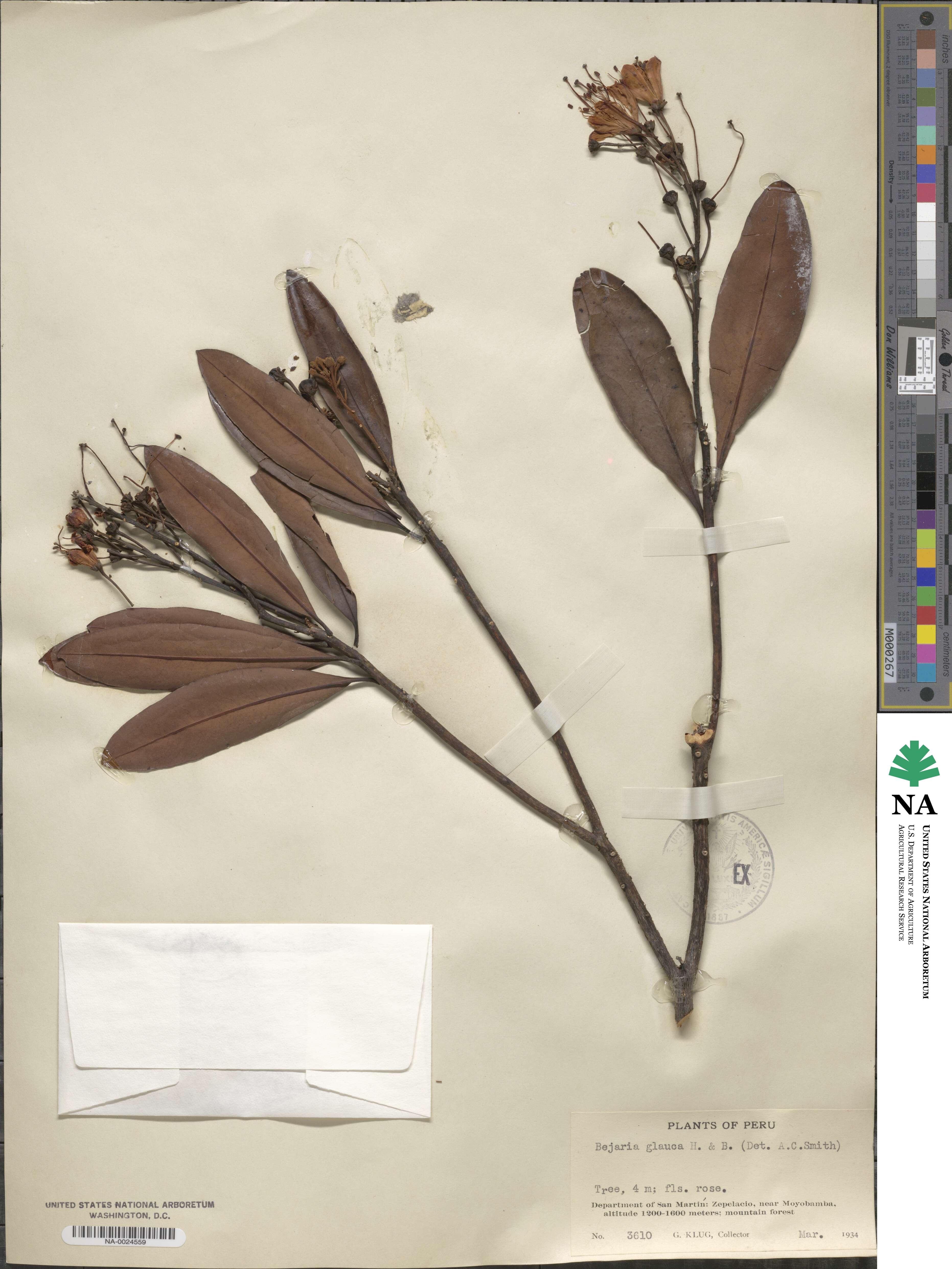 Bejaria aestuans image