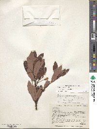 Bejaria aestuans image