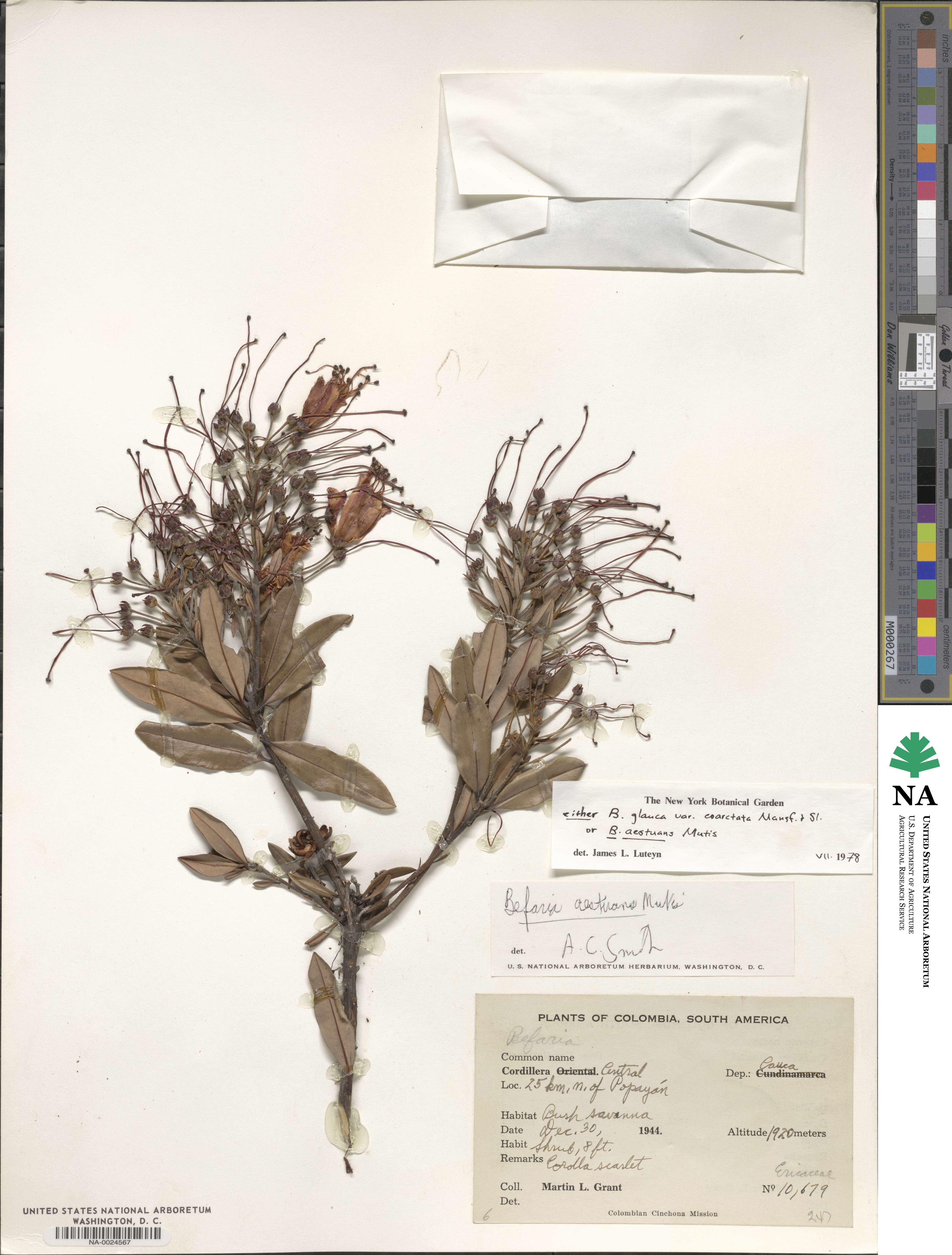 Bejaria aestuans image