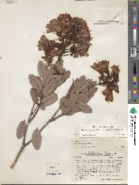 Bejaria aestuans image