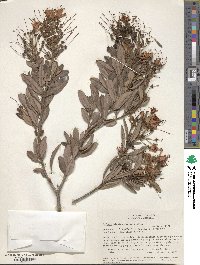 Bejaria aestuans image