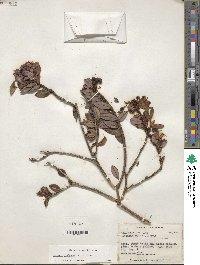 Image of Bejaria imthurnii