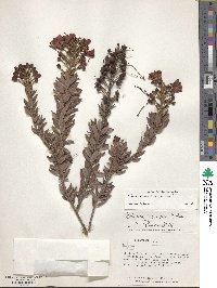 Image of Bejaria resinosa