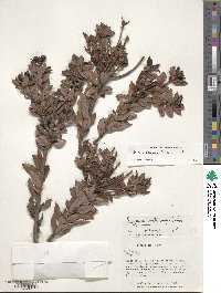 Bejaria resinosa image