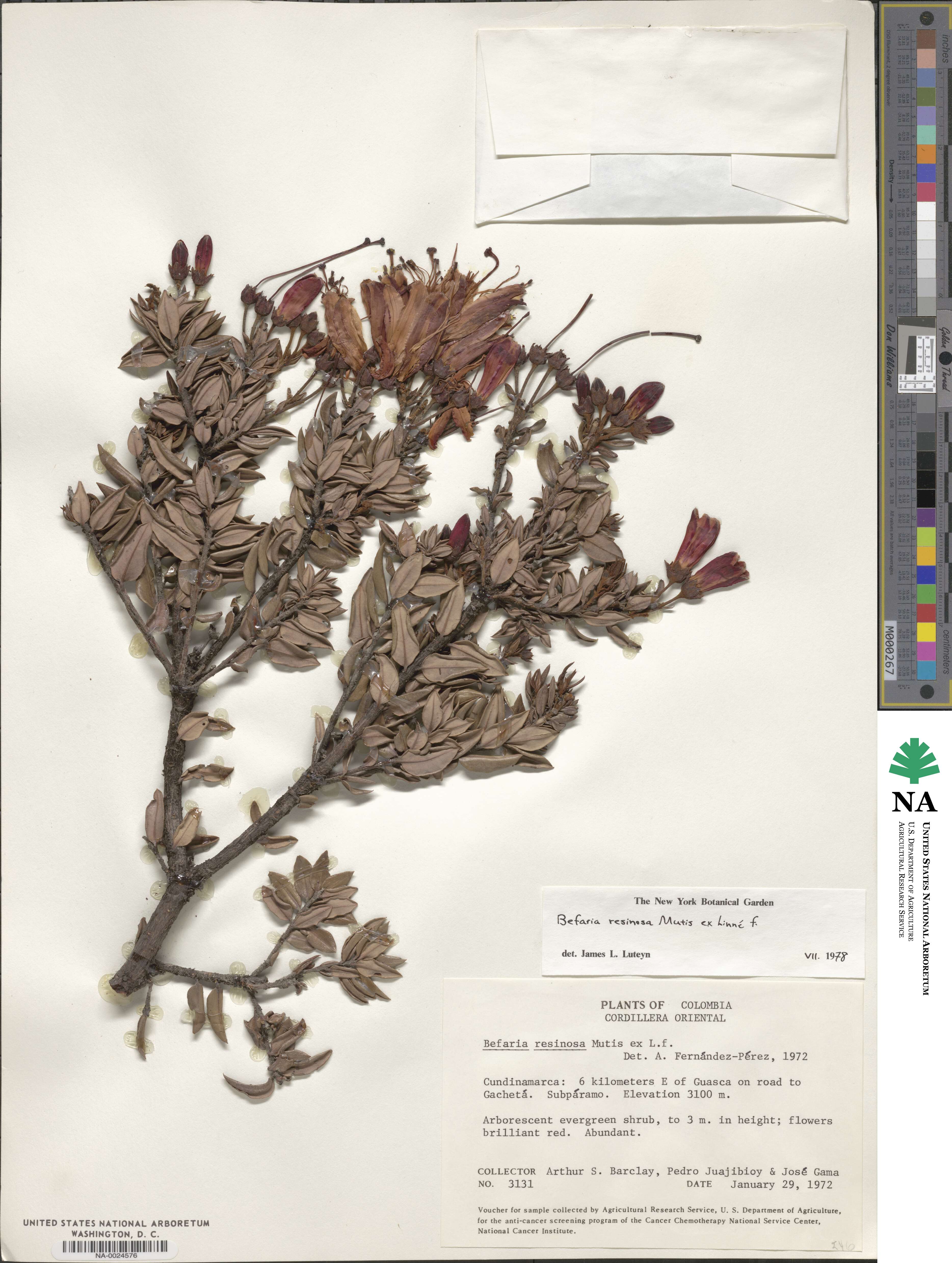 Bejaria resinosa image