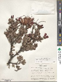 Bejaria resinosa image