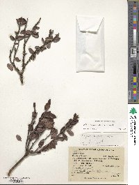 Bejaria resinosa image