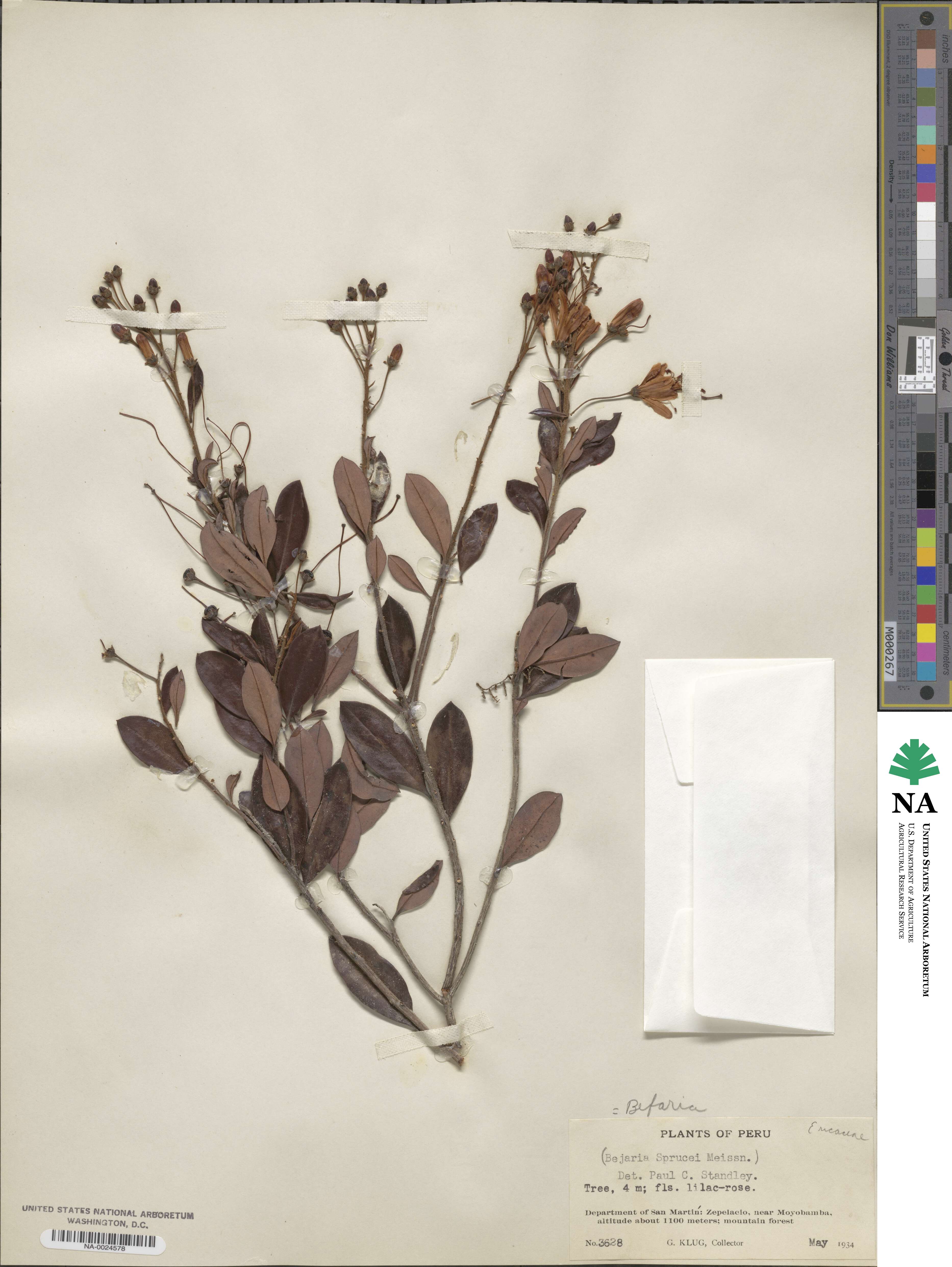 Bejaria sprucei image