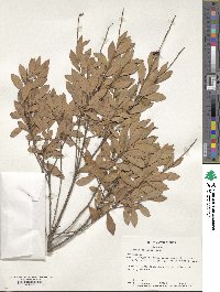 Bejaria racemosa image