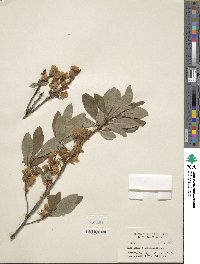 Rhododendron albiflorum image