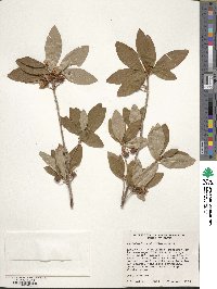 Rhododendron albiflorum image