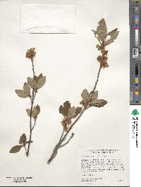 Rhododendron albiflorum image