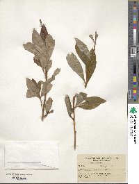 Rhododendron albiflorum image