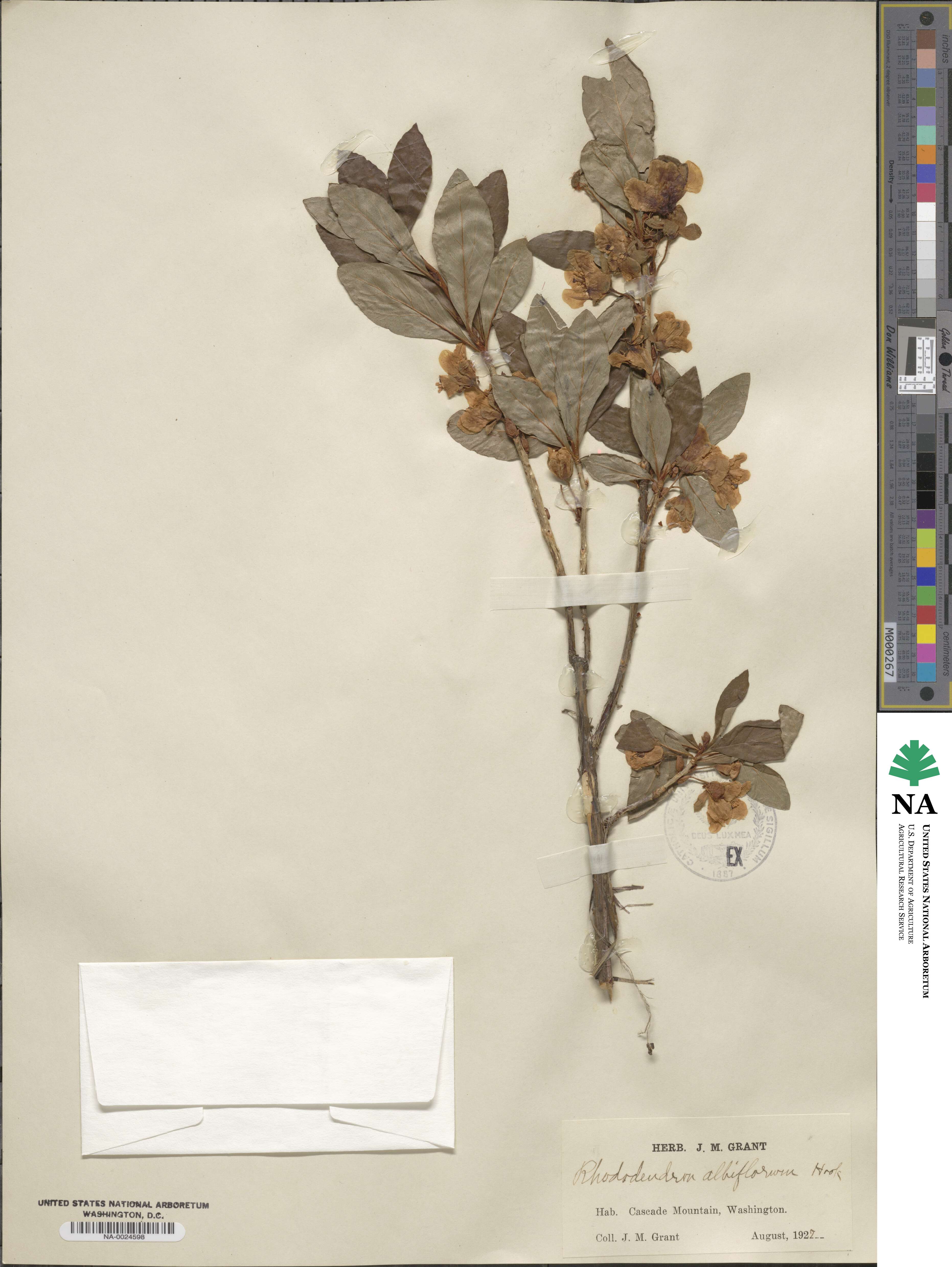 Rhododendron albiflorum image