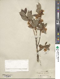 Rhododendron albiflorum image