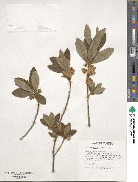 Rhododendron albiflorum image