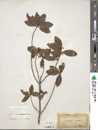 Rhododendron albiflorum image