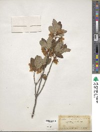 Rhododendron albiflorum image