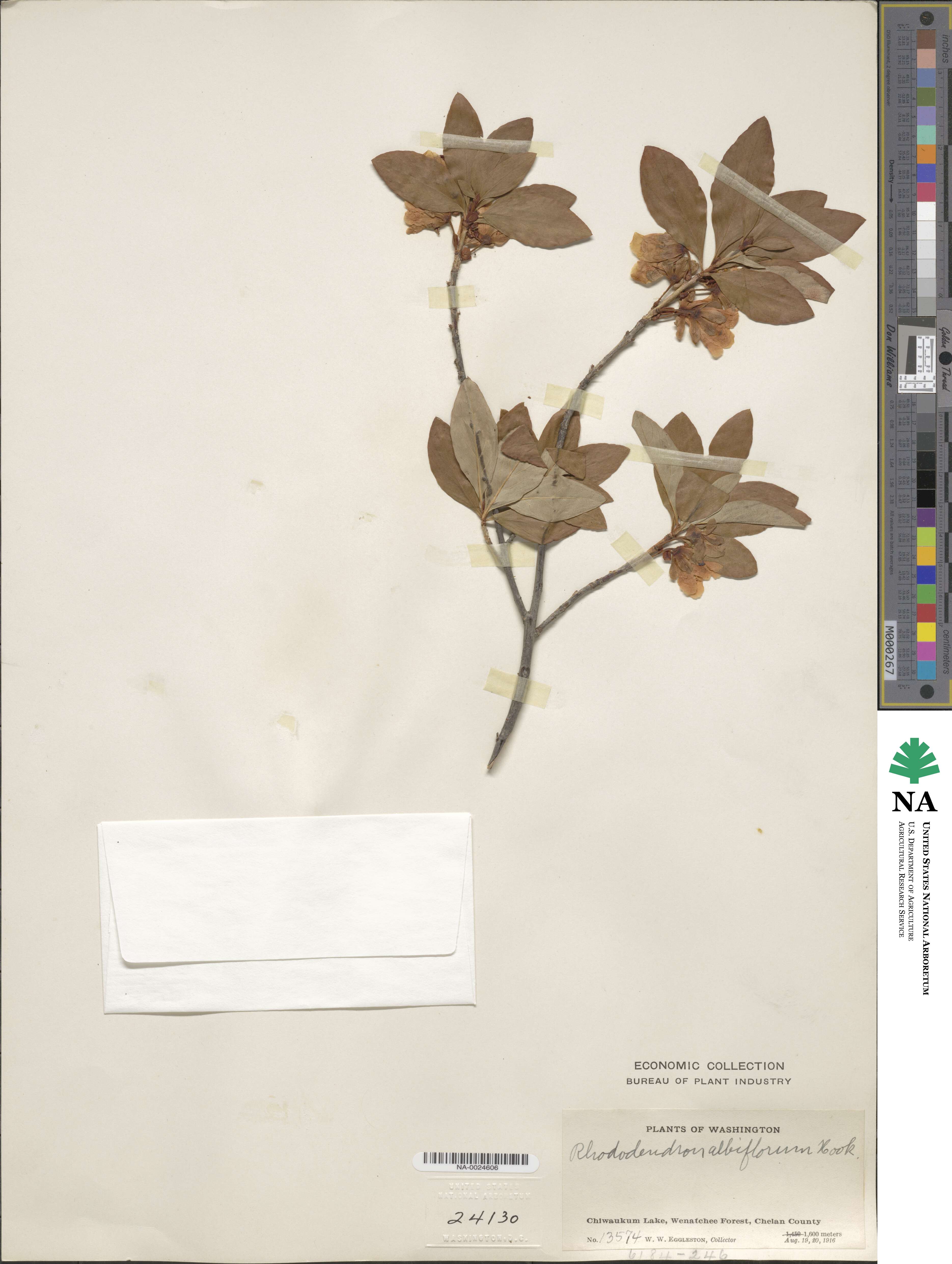 Rhododendron albiflorum image