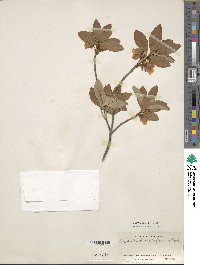 Rhododendron albiflorum image