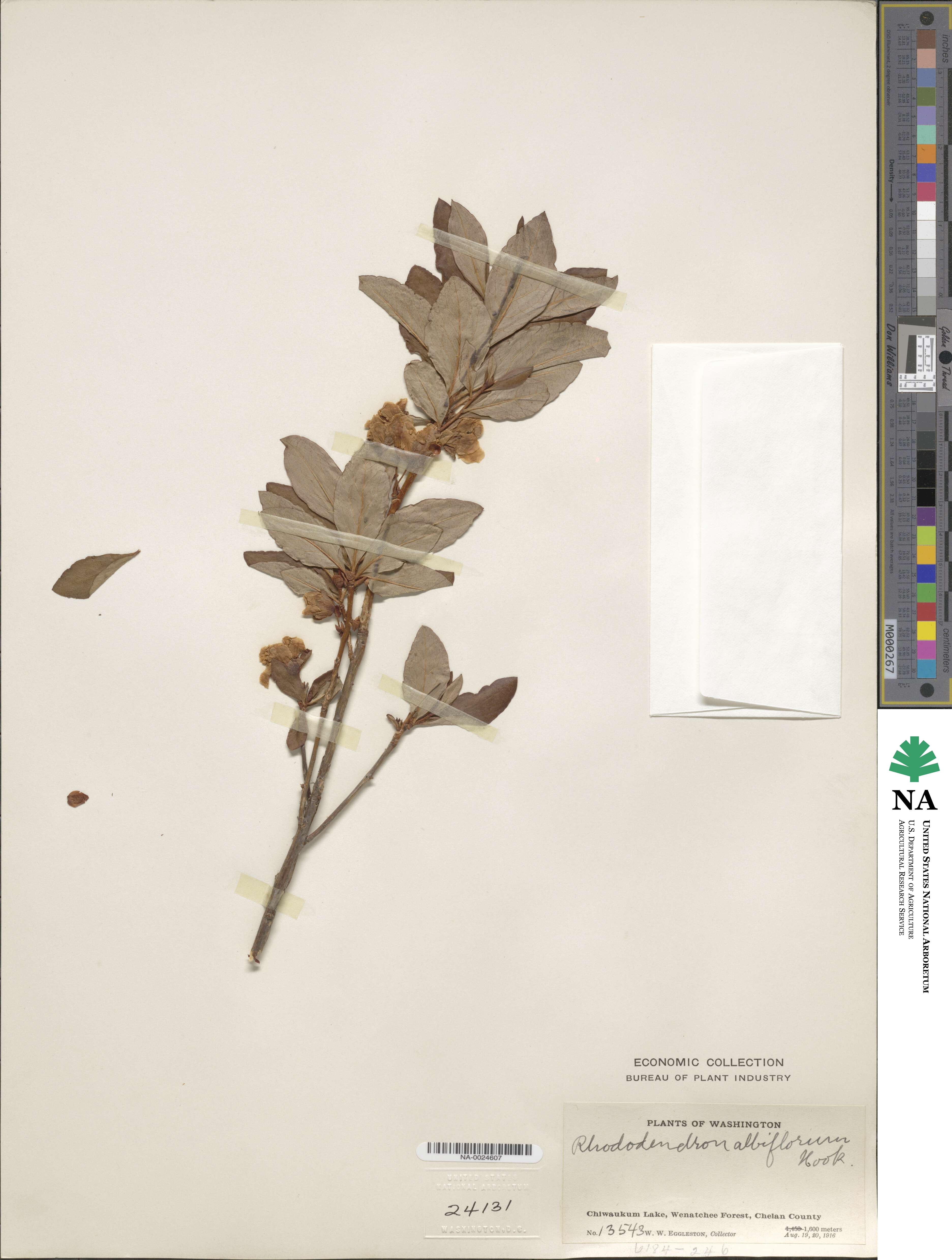 Rhododendron albiflorum image