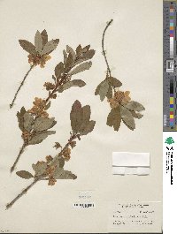 Rhododendron albiflorum image