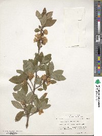 Rhododendron albiflorum image