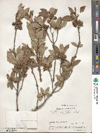 Rhododendron albiflorum image