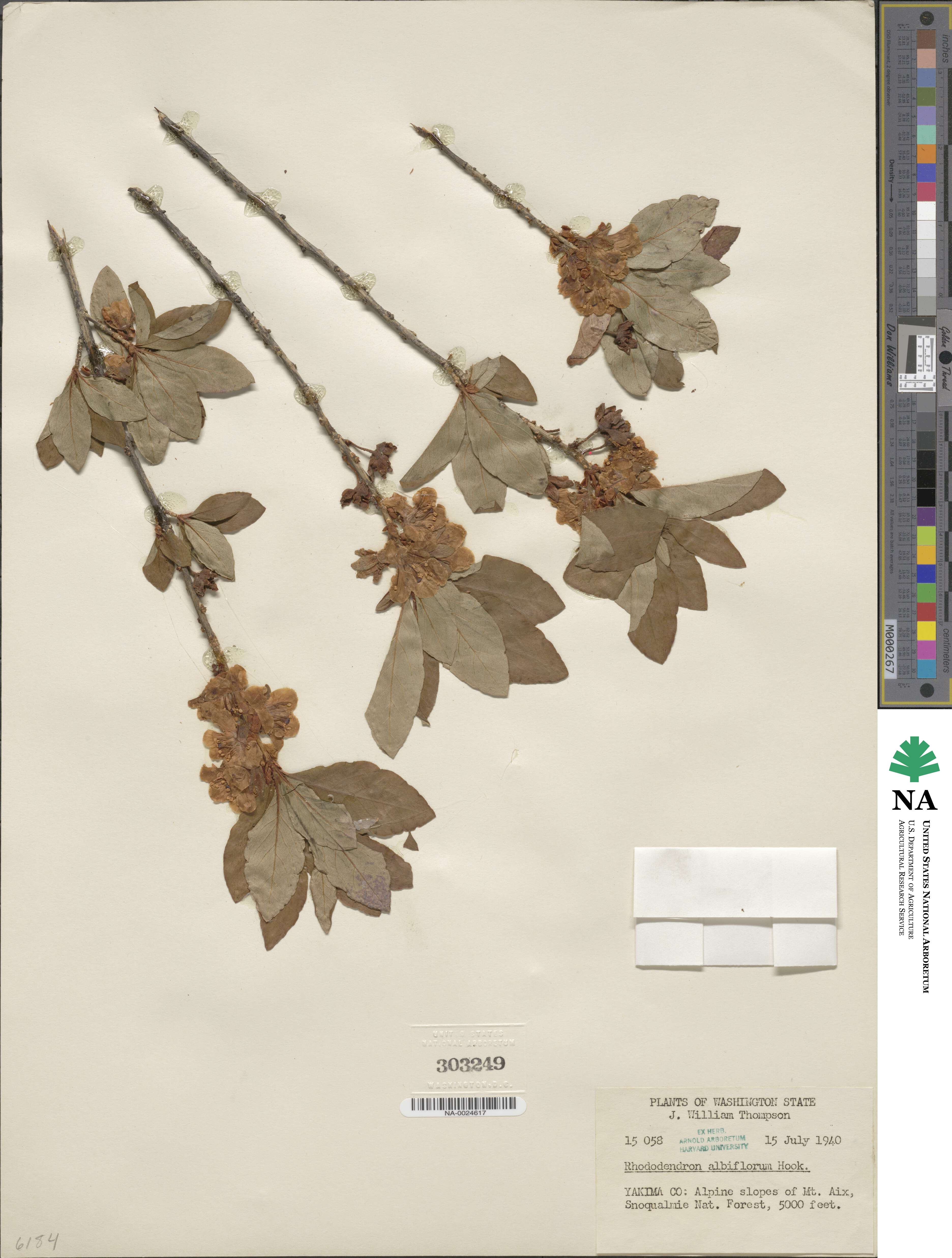 Rhododendron albiflorum image