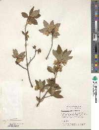 Rhododendron albiflorum image