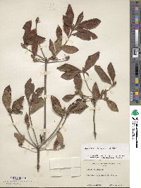 Rhododendron alabamense image