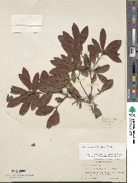 Rhododendron alabamense image