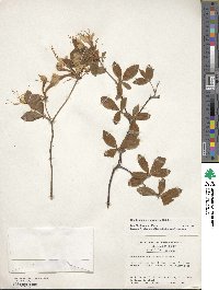 Rhododendron alabamense image