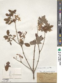 Rhododendron alabamense image