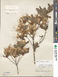 Rhododendron alabamense image