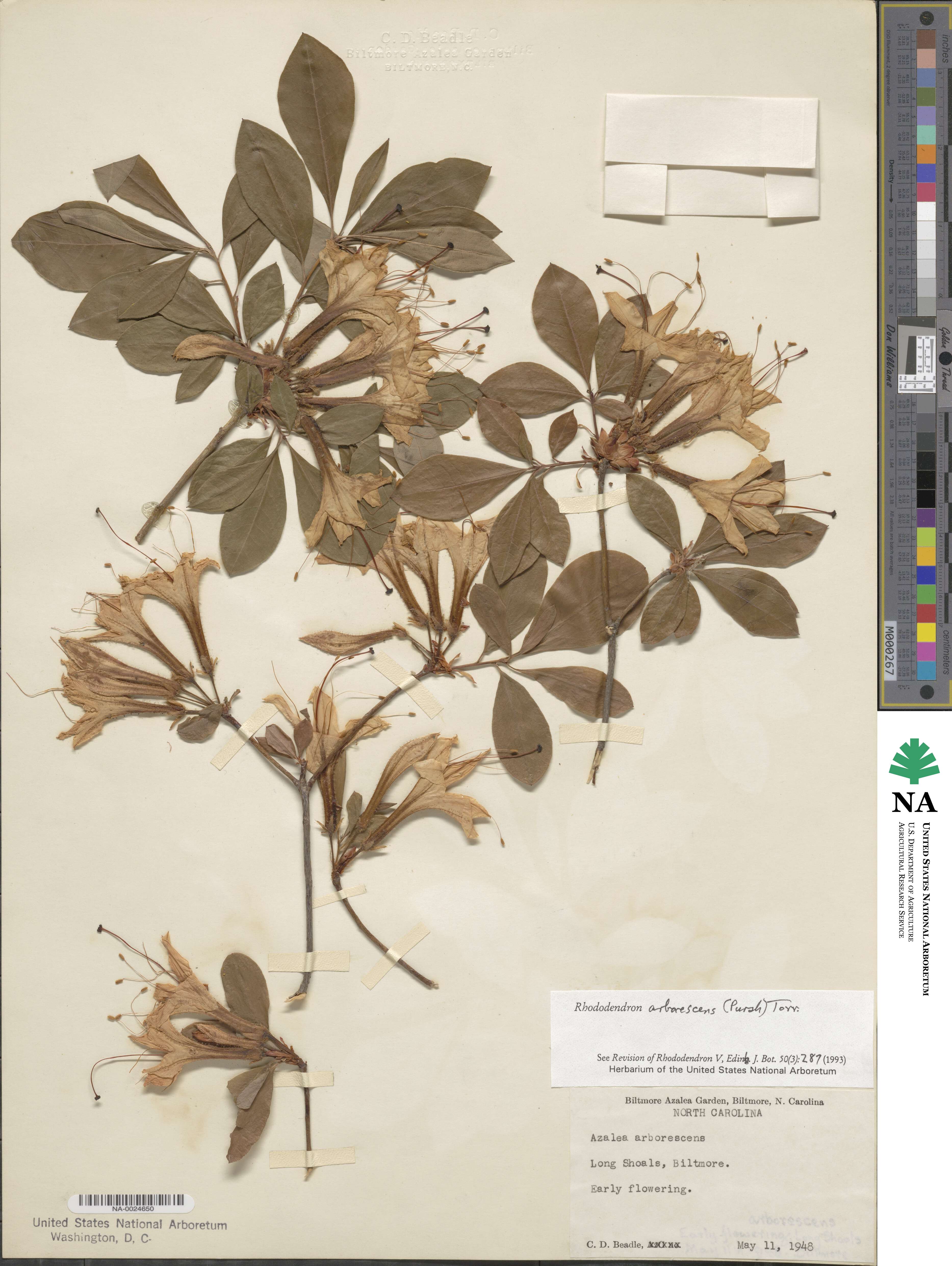 Rhododendron arborescens image