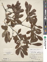 Rhododendron arborescens image